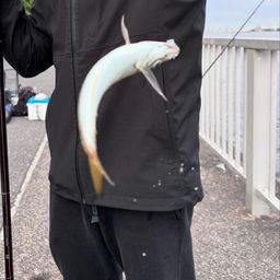 アジ