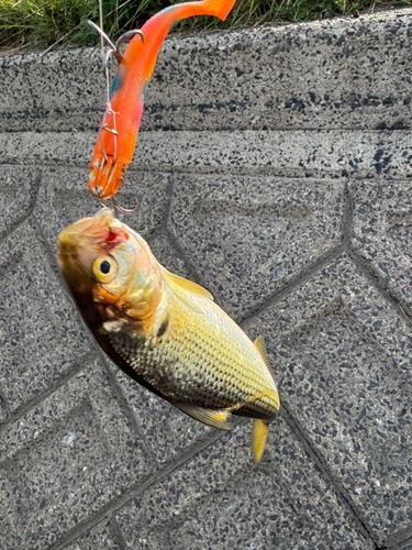 コノシロの釣果