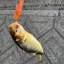 コノシロ