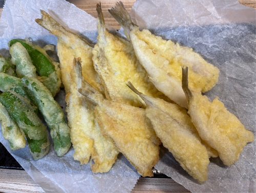 シロギスの釣果