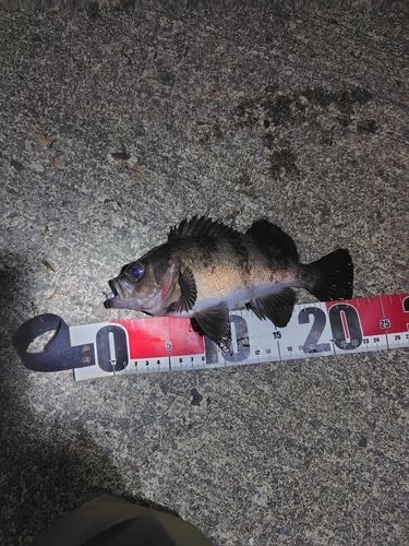 メバルの釣果