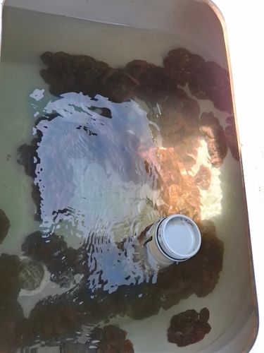 釣果