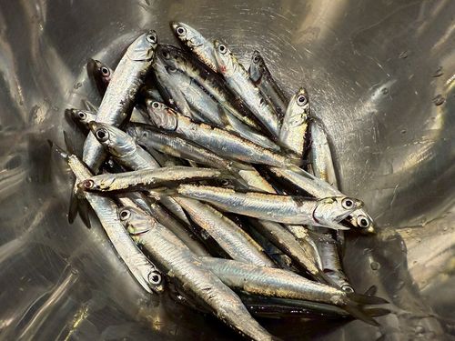 カタクチイワシの釣果