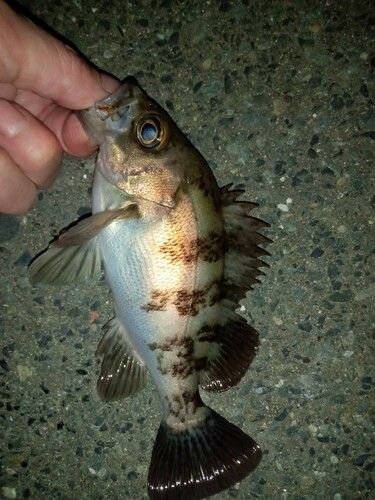 メバルの釣果