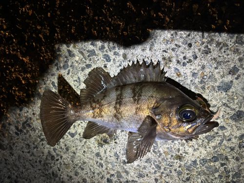 メバルの釣果