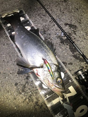 ヒラスズキの釣果