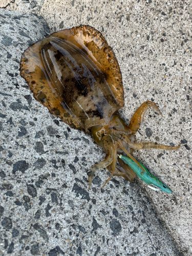 アオリイカの釣果