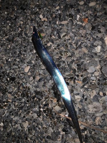 タチウオの釣果