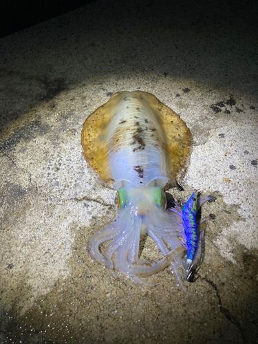 イカの釣果