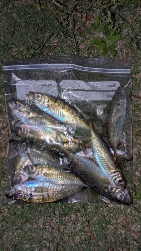 マアジの釣果