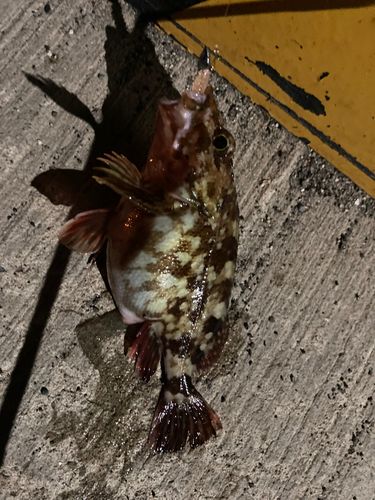 カサゴ