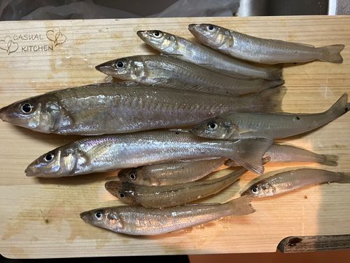 キスの釣果