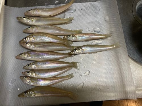 キスの釣果
