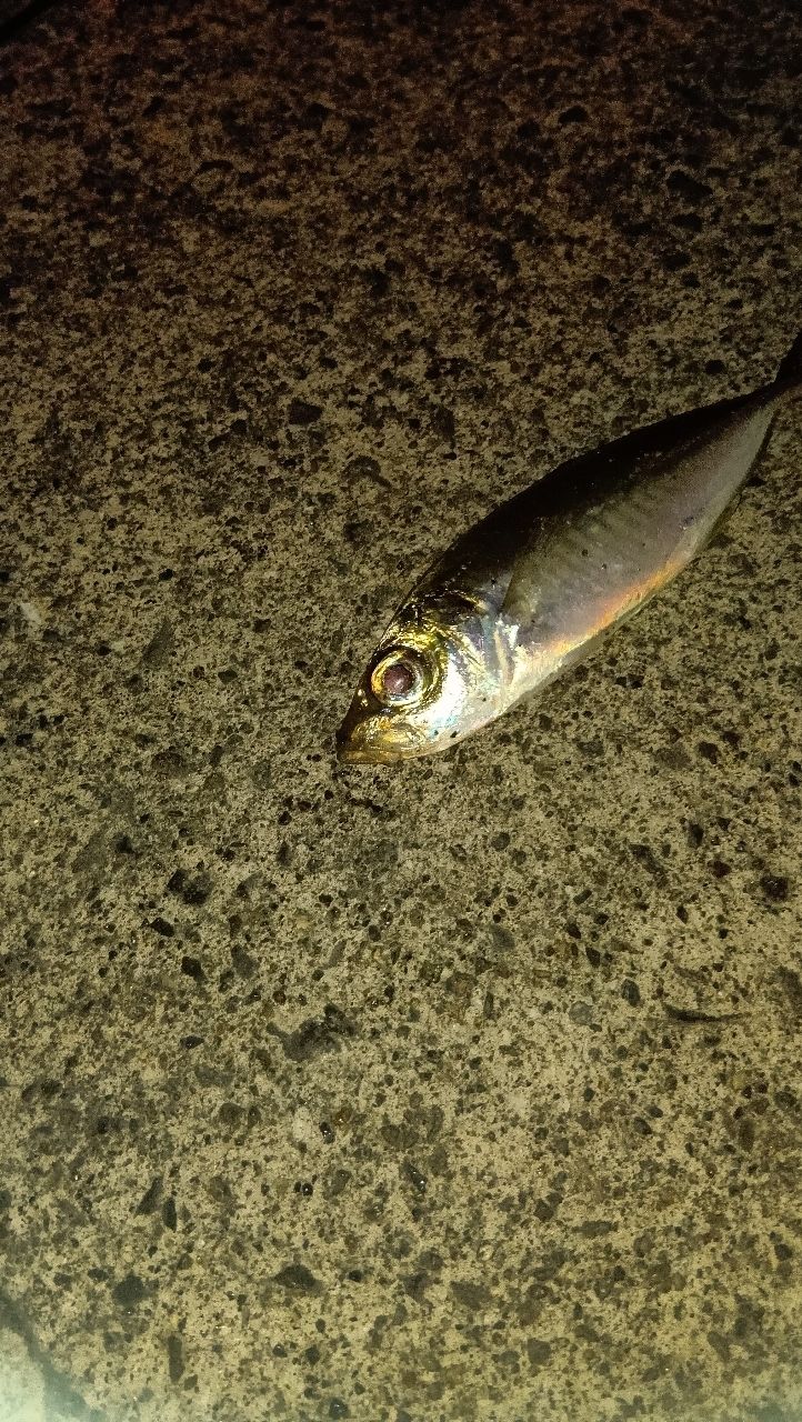 アジ