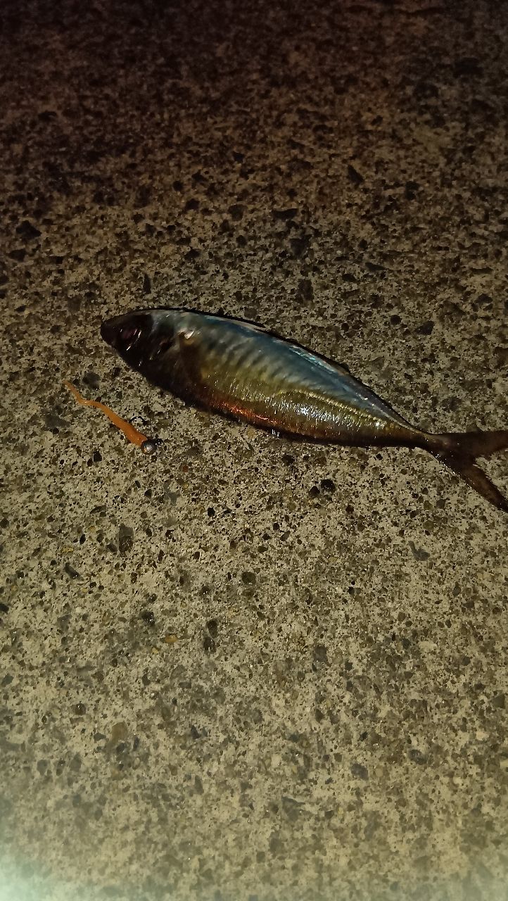 アジ