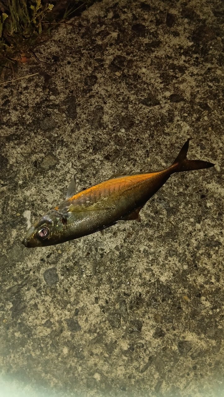 アジ