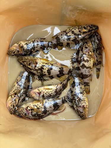 タケノコメバルの釣果