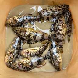 タケノコメバル