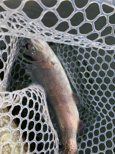 ニジマスの釣果