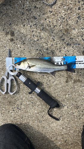 セイゴ（マルスズキ）の釣果