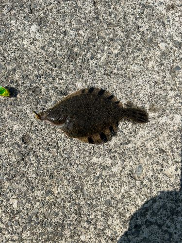 クロガシラガレイの釣果