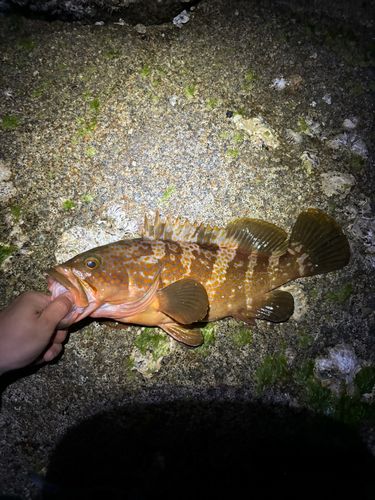 キジハタの釣果