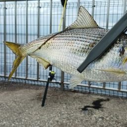 コノシロ