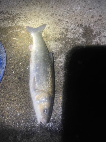 マルタウグイの釣果