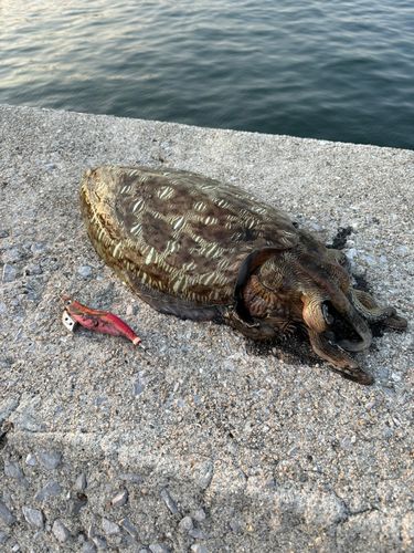 コウイカの釣果