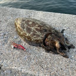 コウイカ
