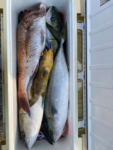 釣果