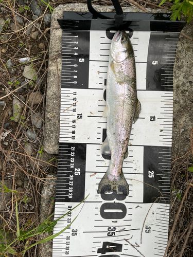 トラウトの釣果