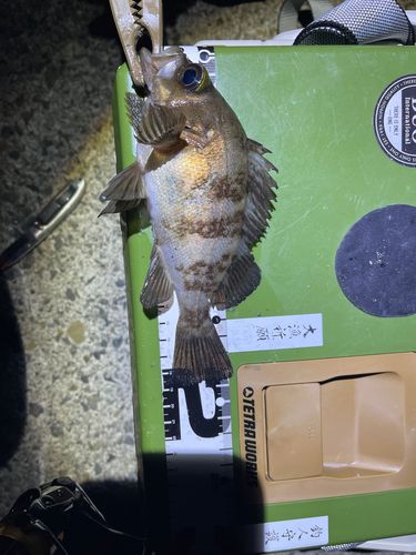 メバルの釣果