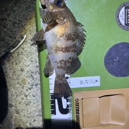 メバル