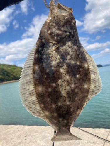 ヒラメの釣果