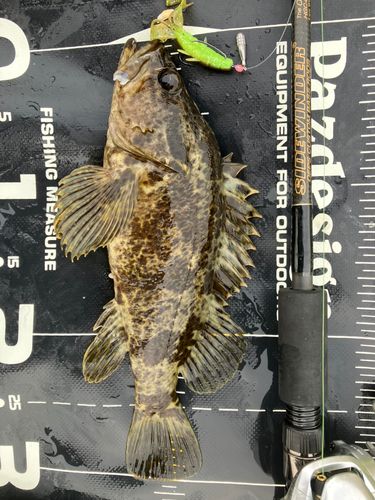 タケノコメバルの釣果