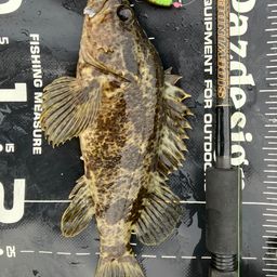 タケノコメバル