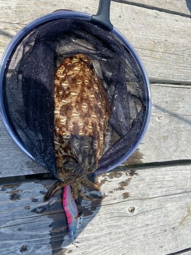 モンゴウイカの釣果