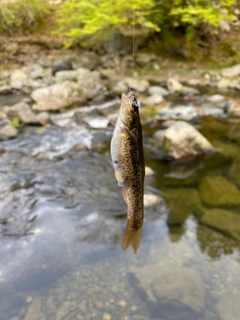 アブラハヤの釣果
