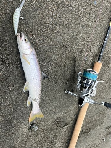 アメマスの釣果