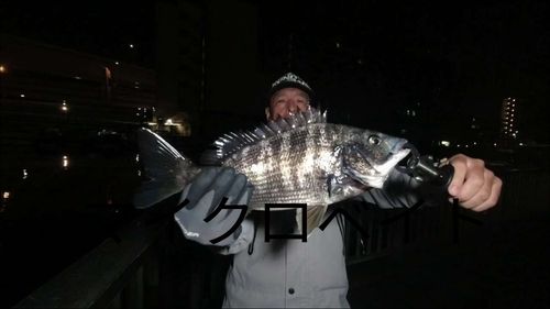 クロダイの釣果