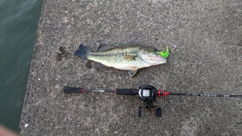 ブラックバスの釣果