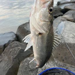 セイゴ（タイリクスズキ）