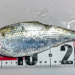 コノシロ