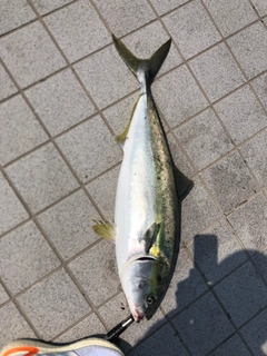 ブリの釣果