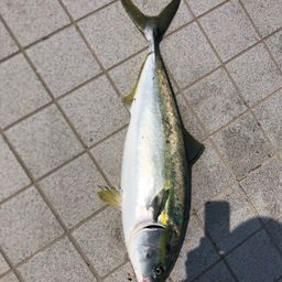 ブリ
