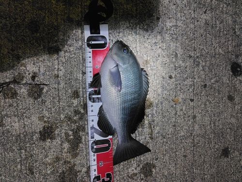メジナの釣果