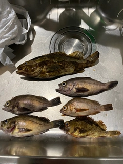 タケノコメバルの釣果