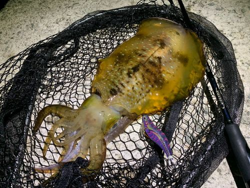 アオリイカの釣果