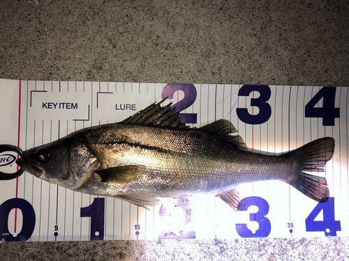 シーバスの釣果